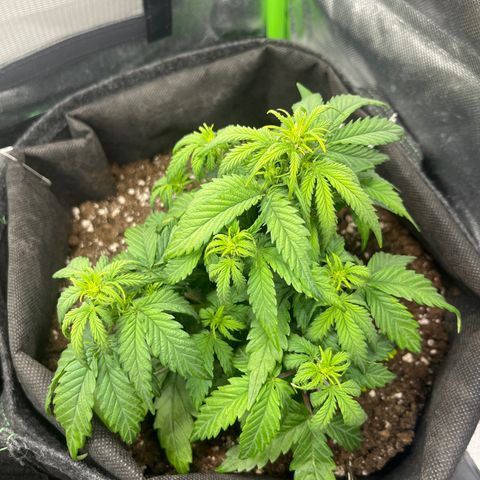 Moby Dick Auto  growlog timeline photo