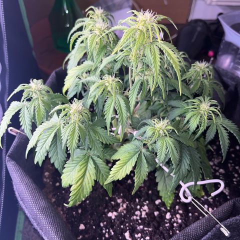 Moby Dick Auto  growlog timeline photo