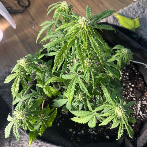Moby Dick Auto  growlog timeline photo