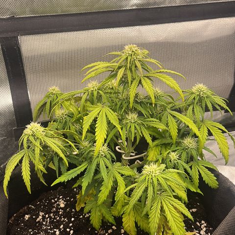 Moby Dick Auto  growlog timeline photo