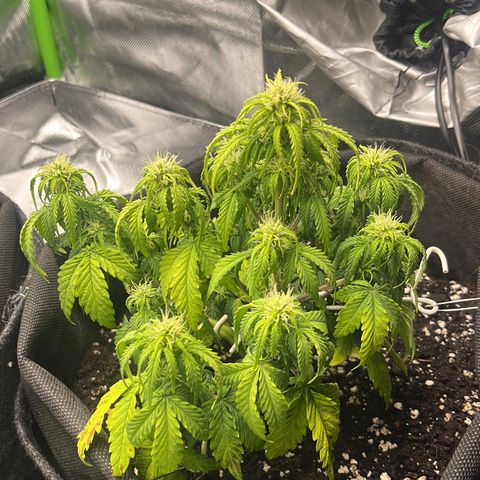Moby Dick Auto  growlog timeline photo