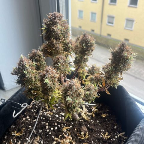 Moby Dick Auto  growlog photo: ernte