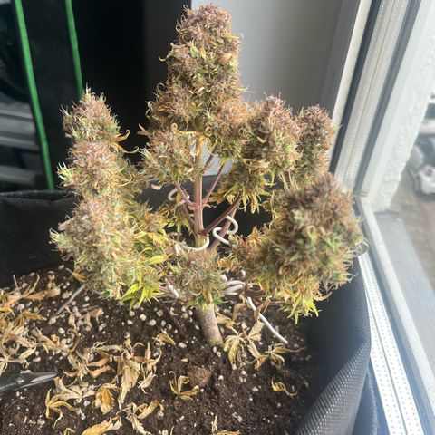 Moby Dick Auto  growlog photo: ernte