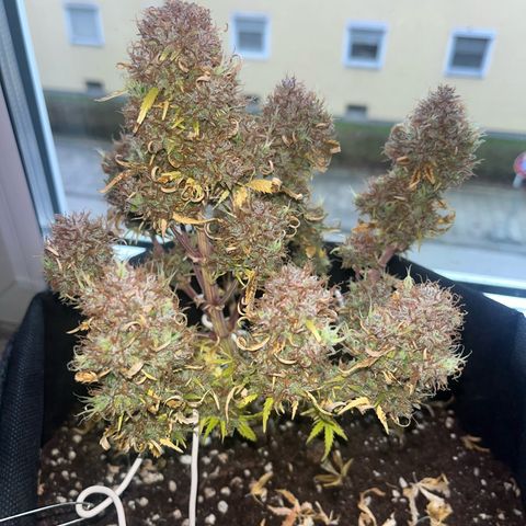 Moby Dick Auto  growlog photo: ernte