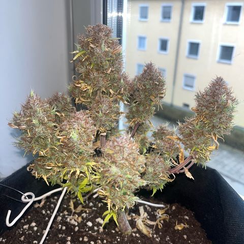 Moby Dick Auto  growlog photo: ernte
