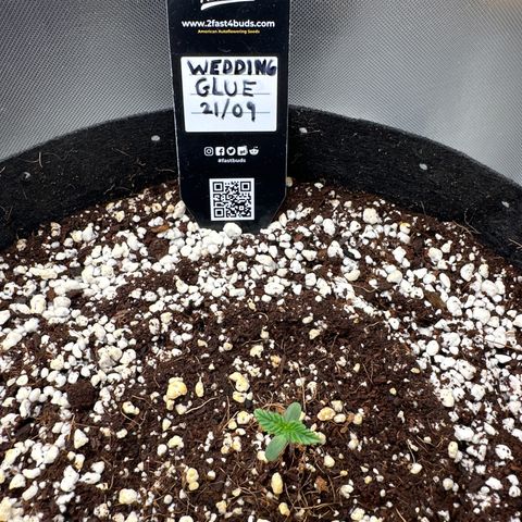 Wedding Glue growlog timeline photo