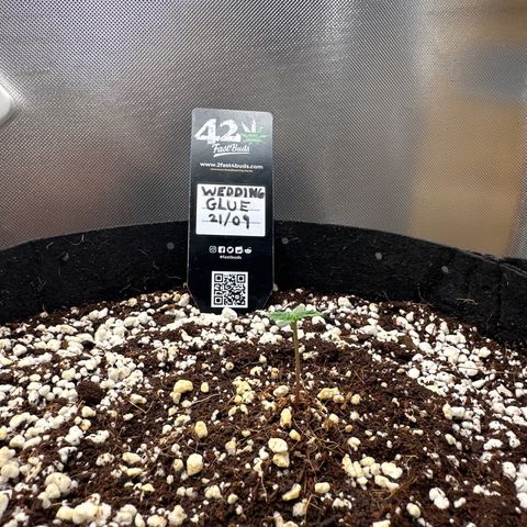 Wedding Glue growlog timeline photo