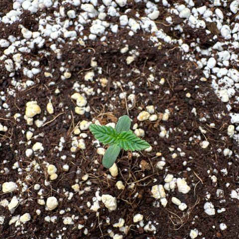 Wedding Glue growlog timeline photo