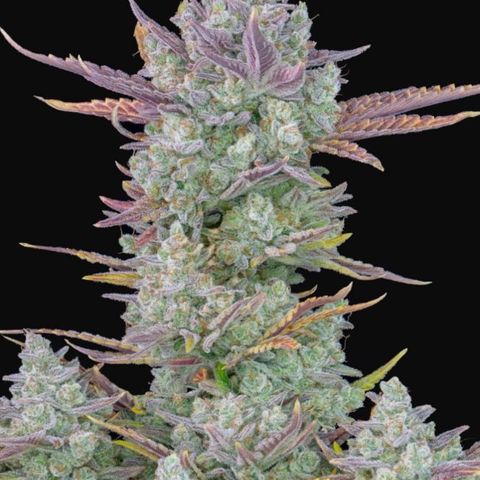 Gorilla Cookies growlog in Grow Room