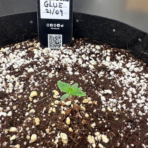 Wedding Glue growlog timeline photo