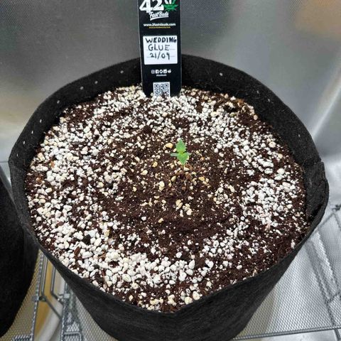Wedding Glue growlog timeline photo