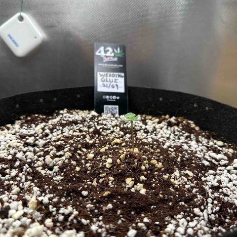 Wedding Glue growlog timeline photo