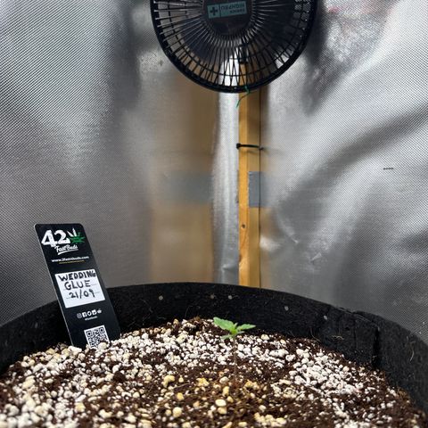 Wedding Glue growlog timeline photo
