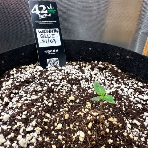 Wedding Glue growlog timeline photo