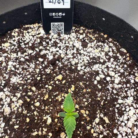 Wedding Glue growlog timeline photo
