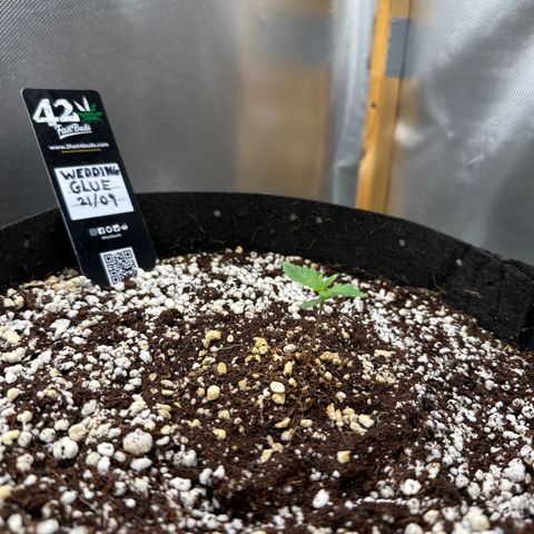 Wedding Glue growlog timeline photo