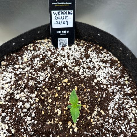 Wedding Glue growlog timeline photo