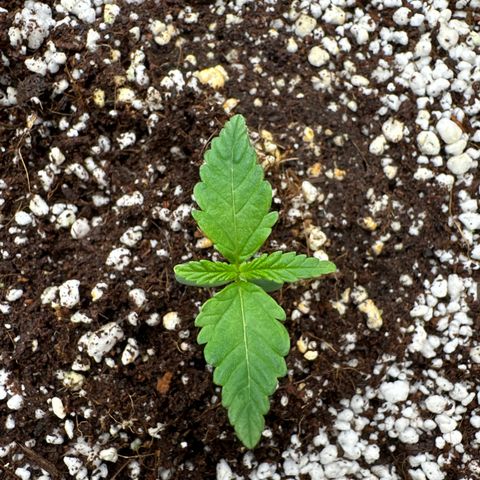 Wedding Glue growlog timeline photo