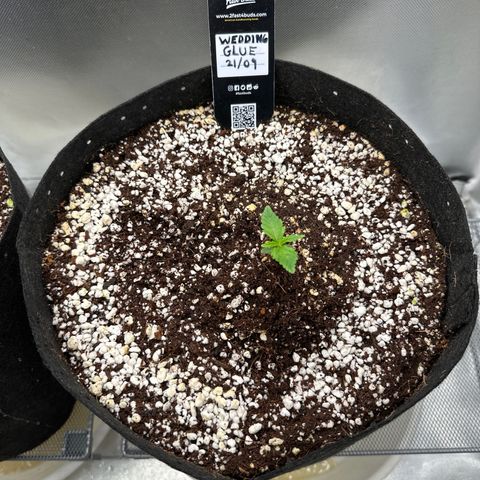 Wedding Glue growlog timeline photo
