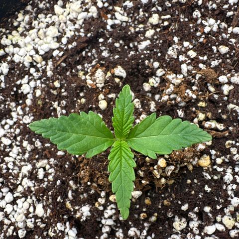 Wedding Glue growlog timeline photo