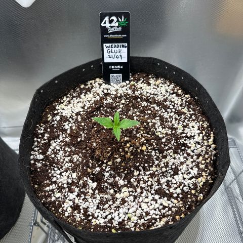 Wedding Glue growlog timeline photo