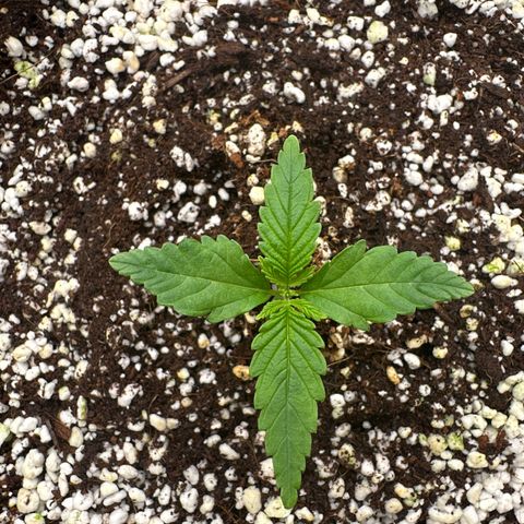 Wedding Glue growlog timeline photo