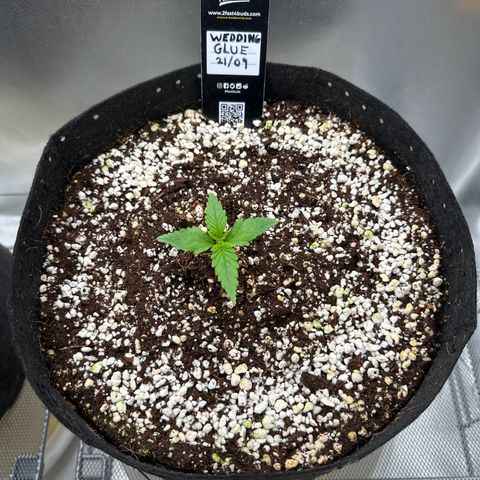 Wedding Glue growlog timeline photo