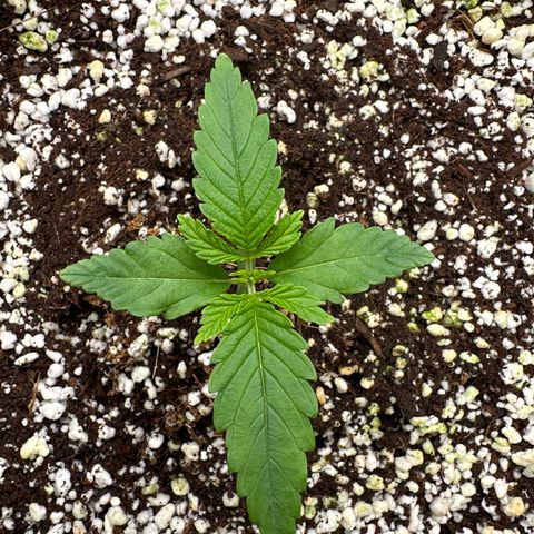 Wedding Glue growlog timeline photo