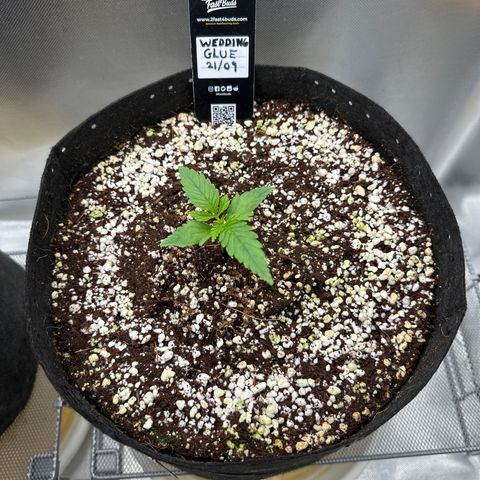 Wedding Glue growlog timeline photo