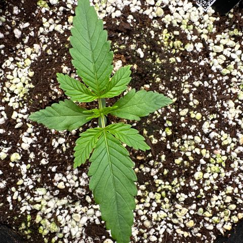 Wedding Glue growlog timeline photo