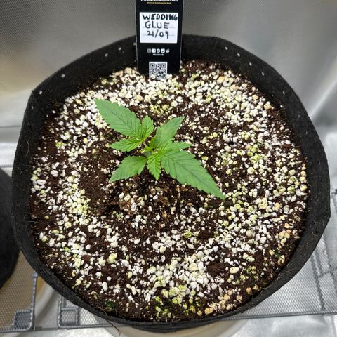 Wedding Glue growlog timeline photo