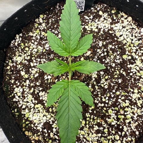 Wedding Glue growlog timeline photo