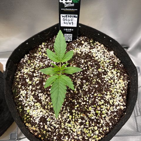 Wedding Glue growlog timeline photo