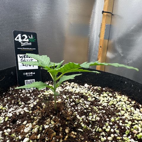 Wedding Glue growlog timeline photo