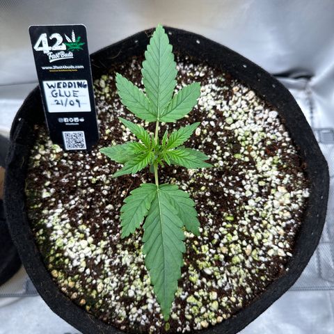 Wedding Glue growlog timeline photo