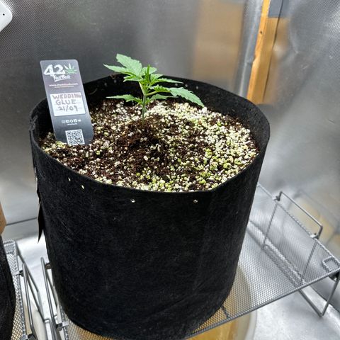 Wedding Glue growlog timeline photo