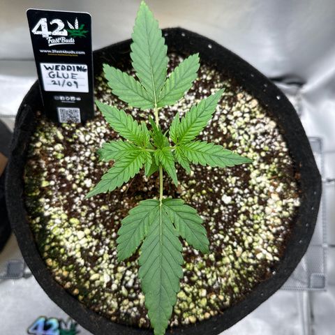Wedding Glue growlog timeline photo