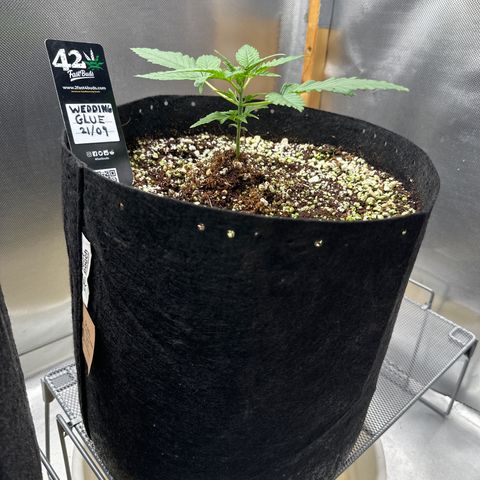 Wedding Glue growlog timeline photo