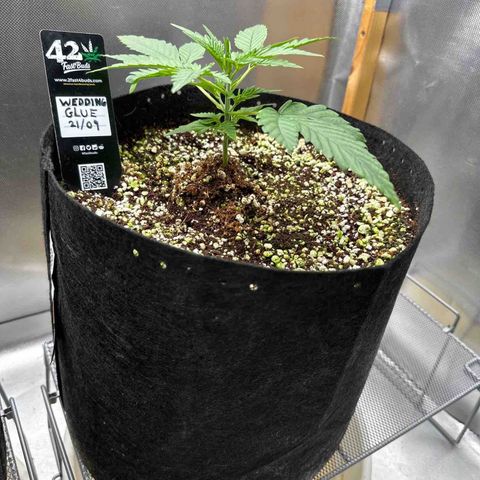 Wedding Glue growlog timeline photo