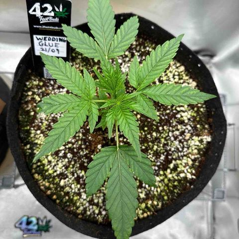 Wedding Glue growlog timeline photo