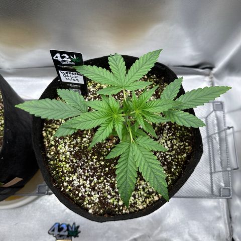 Wedding Glue growlog timeline photo