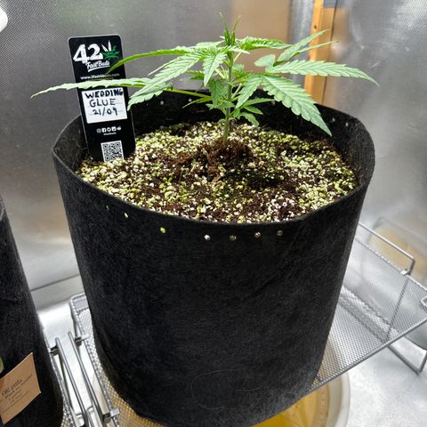 Wedding Glue growlog timeline photo