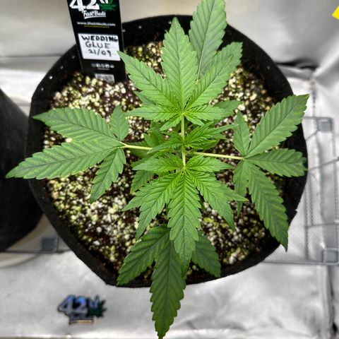 Wedding Glue growlog timeline photo