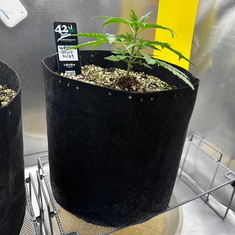 Wedding Glue growlog timeline photo