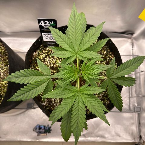 Wedding Glue growlog timeline photo