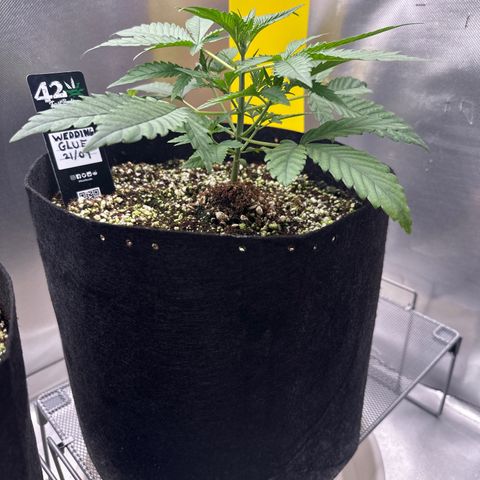 Wedding Glue growlog timeline photo