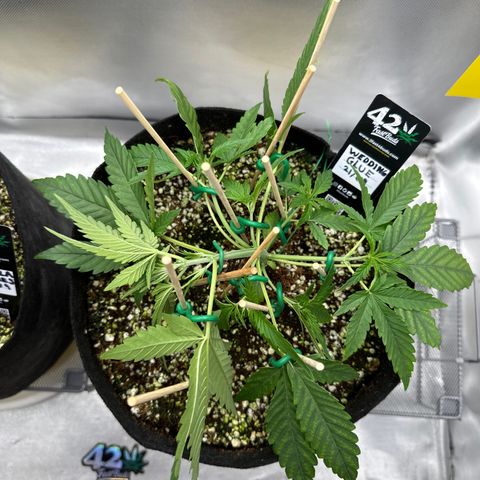 Wedding Glue growlog timeline photo