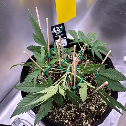 Wedding Glue growlog timeline photo