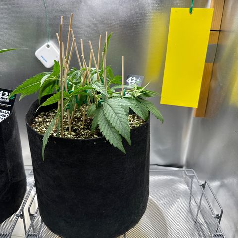Wedding Glue growlog timeline photo