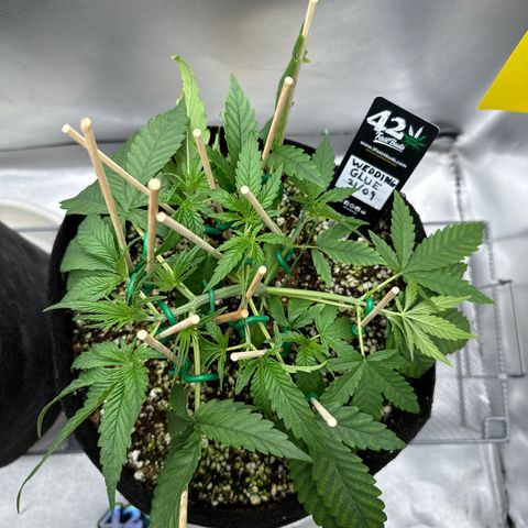 Wedding Glue growlog timeline photo